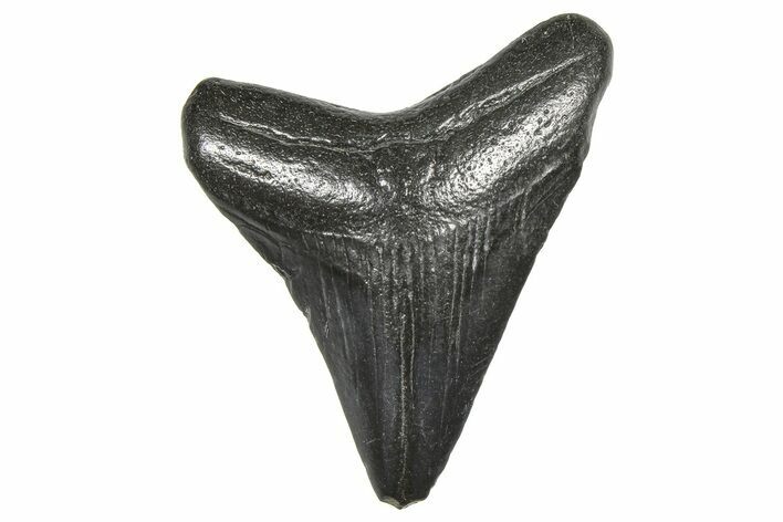 Juvenile Megalodon Tooth - South Carolina #359023